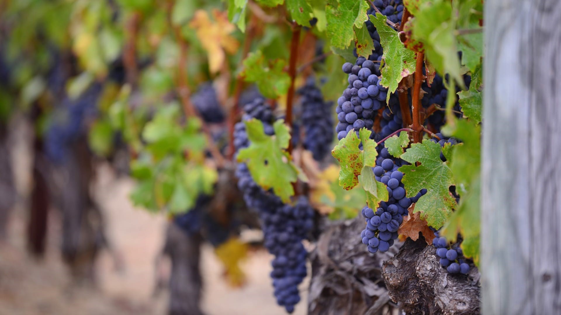 Vitis vinifera es la especie más extendida en la producción de vino